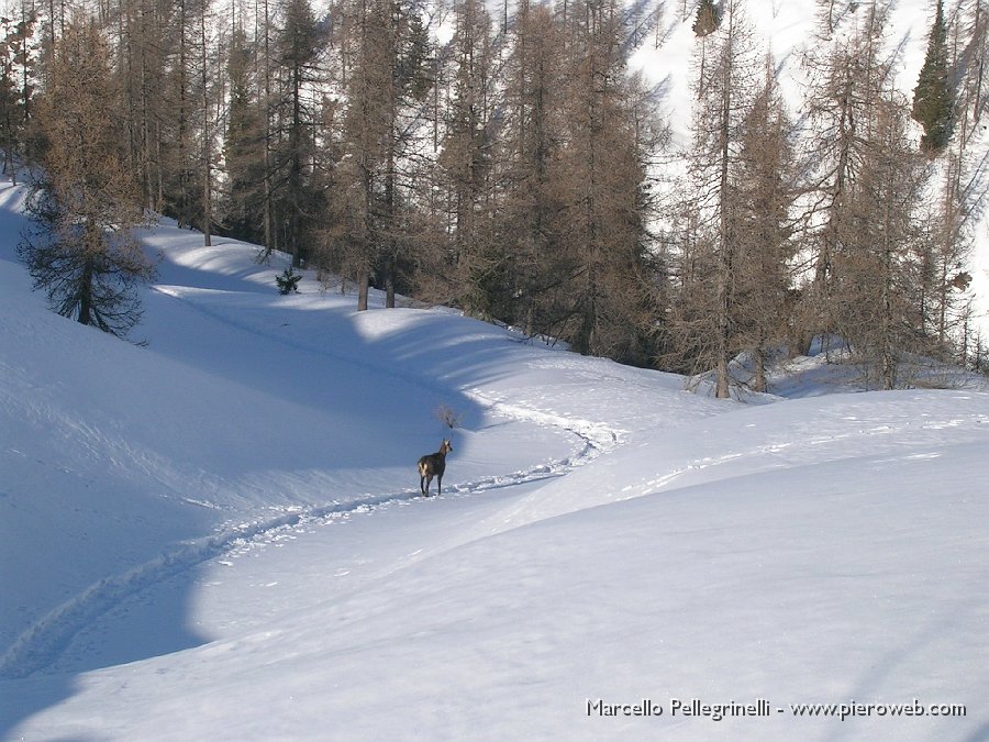 10 Nel ritorno un camoscio mi fa strada.JPG